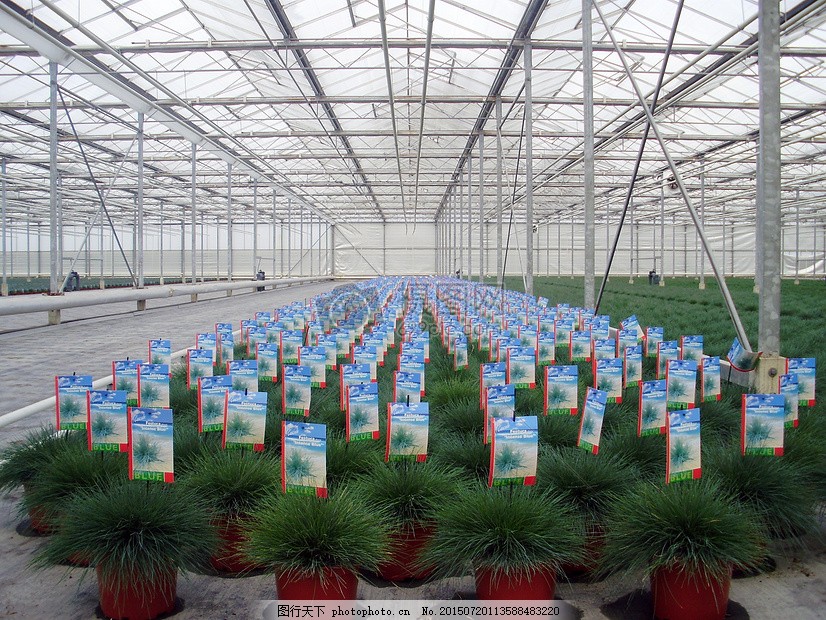 传统上多种植于南方